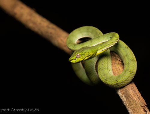 Sumatran pit viper