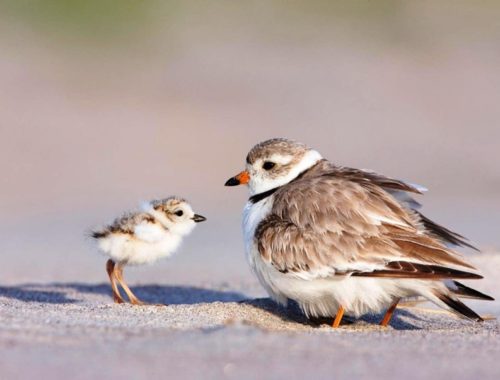 Piping plover