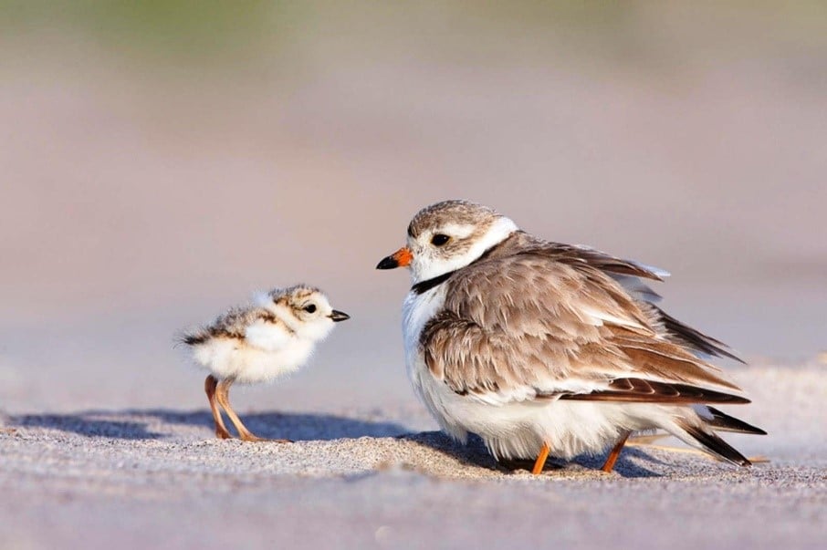 Piping plover