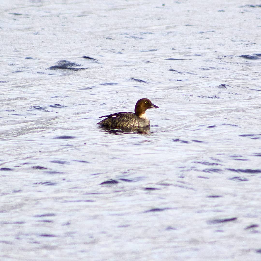 Female Goldeneye (Bucephala clangula) 🦆 - Here at Loch Garten, is found the only breeding population of Goldeneye ducks in the UK. It nests in holes in large trees, and once the ducklings hatch, they jump from the nestbox (or hole) and are led to the nearest loch or river by the female. 
________________________________________________
#birdwatching #birdlovers #bird #goldeneye #duck #ducks #loch #birdsofinstagram #birdphotography #birding #wildlifebiologist #naturephotography #conservation #blogging #education #naturelover #naturereserve #research #abernethy #birds #isolation #selfisolation #nature_perfection #naturepic #photography #wildlifephotography #wildlifeonearth #wildlifeaddicts #wildlifeplanet #rspb_love_nature