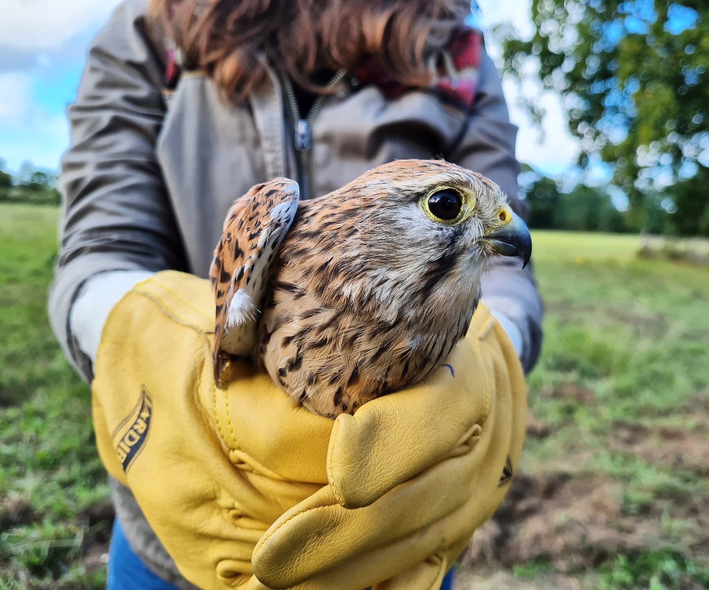 Well it's been a while.. to whoever is still following this account, thanks I appreciate it 😄 I've said tearful goodbyes to Scotland and to the RSPB as I start a new position in my second home with the LPO in France. You're looking at the new Communications Assistant ! And well my first day went pretty well : released a Kestrel that had been injured by a car 🚗 🦅 

I will be working closely with the Rehabilitation Centre for Injured Animals 🚑🏥 improving their online visibility and fundraising!

#birdwatching #birdlovers #bird #kestrel #europeankestrel #birdsofinstagram #birdphotography #birding #wildlifebiologist #naturephotography #conservation #blogging #education #naturelover #naturereserve #research #birds #nature_perfection #naturepic #photography #wildlifephotography #wildlifeonearth #wildlifeaddicts #wildlifeplanet #prey #birdofprey