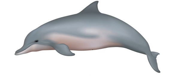 grey river dolphin
