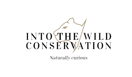Into the wild conservation