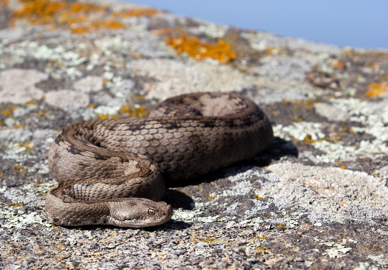 female lataste's viper