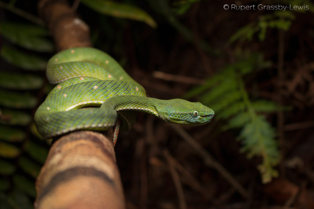 Hagen's pit-viper