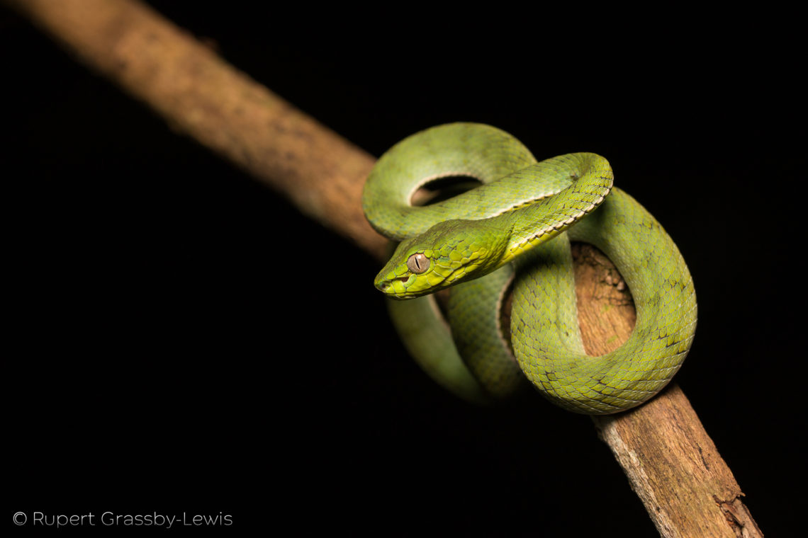 Sumatran pit viper