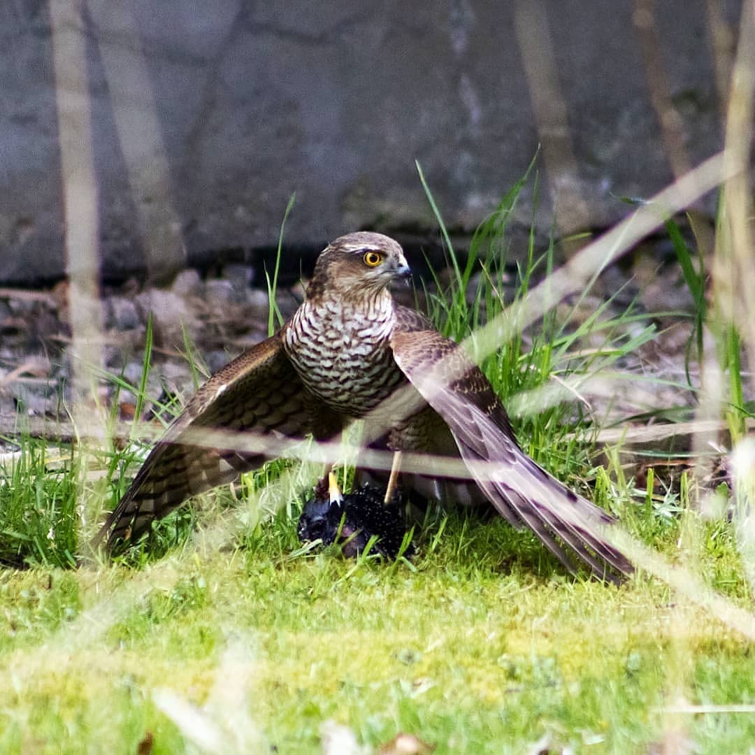 🦅 The Sparrow hawk: this gal gave me quite a fright when I stepped out of my house yesterday morning. You can tell it's a female because of the brown and white markings she has on her chest, whilst males have more of an orangey colour. Another giveaway, is the prey she has her claws dug into: females usually hunt larger prey like starlings, and use their claws or talons to kill them. 
@abernethyreserve
@rspb_love_nature
________________________________________________
#birdwatching #birdlovers #sparrowhawk #sparrow #prey #birdofprey #hawk #birdsofinstagram #birdfeeding #birdphotography #birding #wildlifebiologist #naturephotography #conservation #blogging #education #naturelover #naturereserve #research #abernethy #birds #blog #selfisolation #nature_perfection #naturepic #photography #wildlifephotography #wildlifeonearth #wildlifeaddicts #rspb_love_nature
